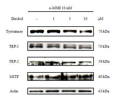 Effects of dieckol on the expression of tyrosinase, TRP-1, TRP-2,and MITF in α-MSH-induced B16 cells.