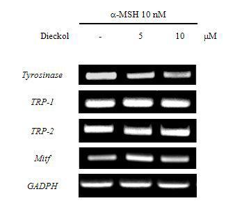 Effects of dieckolon the expression of tyrosinase, TRP-1,TRP-2,and MITF in α-MSH-induced B16 cells.