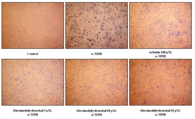 Effects of dioxinodehydrockol on the melanin production.