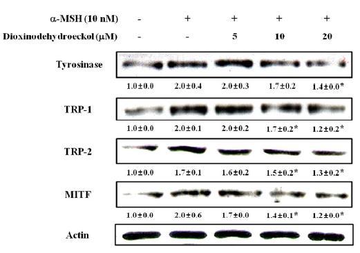 Effects of dioxinodehydroeckol on melanogenic protein expressions in B16F10 cells.