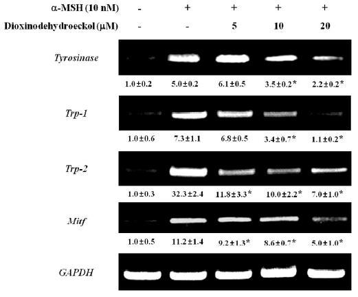 Effects of dioxinodehydroeckol on melanogenic mRNA expressionsin B16F10cells.