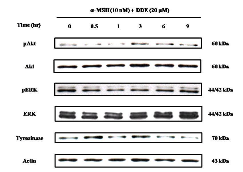 Effects of dioxinodehydroeckol on the EKR and Akt pathway in α-MSH-induced B16cells