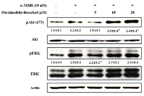 Effects of dioxinodehydroeckol on the EKR and Akt pathway in α-MSH-induced B16cells.