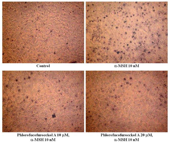 Effect of phlorofucofuroeckol A on cellular melanin synthesis in B16 cells.