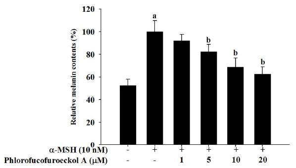 Effect of phlorofucofuroeckol A on cellular melanin synthesis in B16 cells.