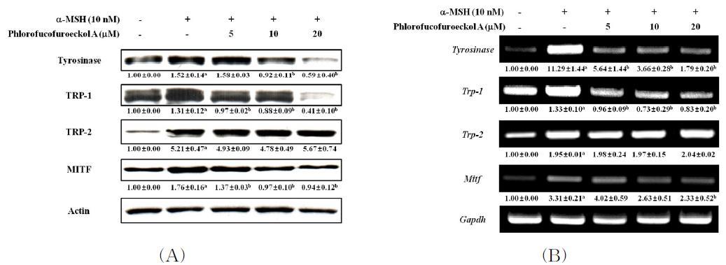 Effect of phlorofucofuroeckol A on the expression of the melanogenic proteins and genes in B16 cells.