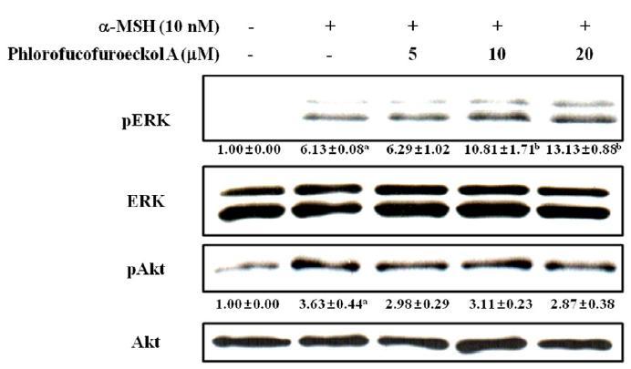 Effect of phlorofucofuroeckol A on the phosphorylation of ERK and Aktin B16 cells