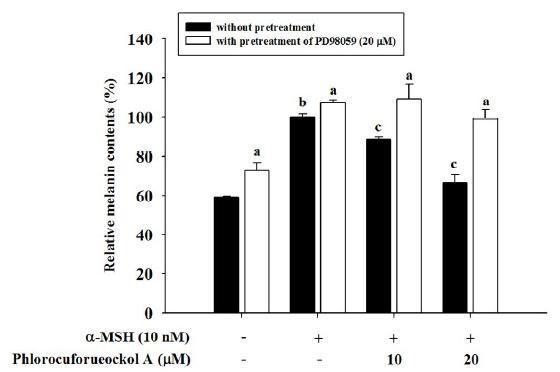 Effect of phlorofucofuroeckol A and PD98059on the cellular melanin synthesis and tyrosinase activity in B16 cells.