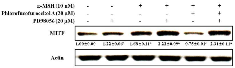 Effect of phlorofucofuroeckol A and PD98059 on the MITF protein expression