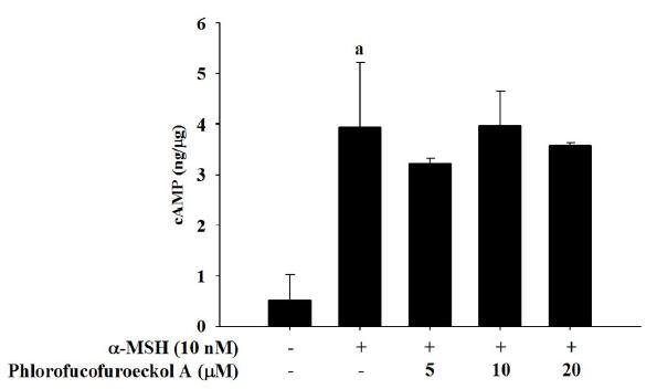 Effect of phlorofucofuroeckol Aon cAMP levels in a-MSH-treated B16cells.