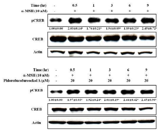 Effect of phlorofucofuroeckol A on the CREB phosphorylation