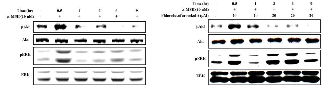 Effect of phlorofucofuroeckol A on the Akt and ERK signal pathway.