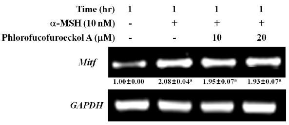 Effect of phlorofucofuroeckol A on the mRNA expression of MITF in α-MSH-treated B16 cells.