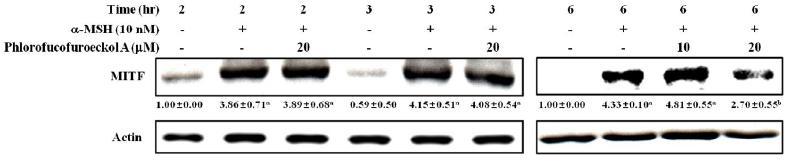 Effect of phlorofucofuroeckol A on theprotein expression of MITF with differenttimein α-MSH-treated B16cells.