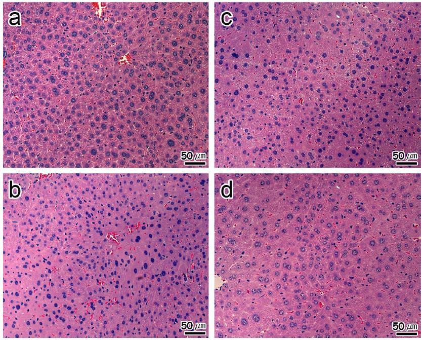 The effect of ethanolic extractand EtOAc fraction of E.stolonifera on ICR mice.