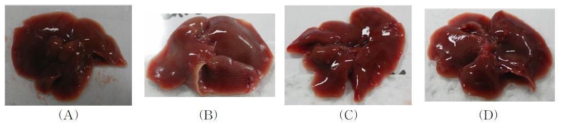 The effect of ethanolic extract and EtOAc fraction of E.stolonifera on CCl4-treated ICR mice.