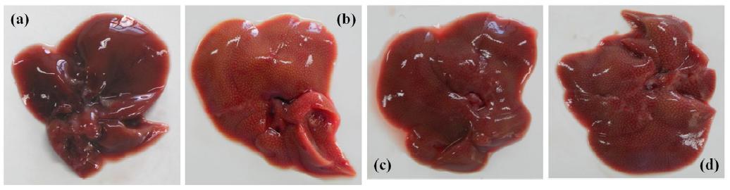 Representative macroscopic images of livers from the four treatment groups.