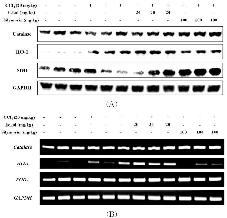 Effect of eckolon the hepatic catalase,HO-1,and SOD-1expression in CCl4-treatedmice.