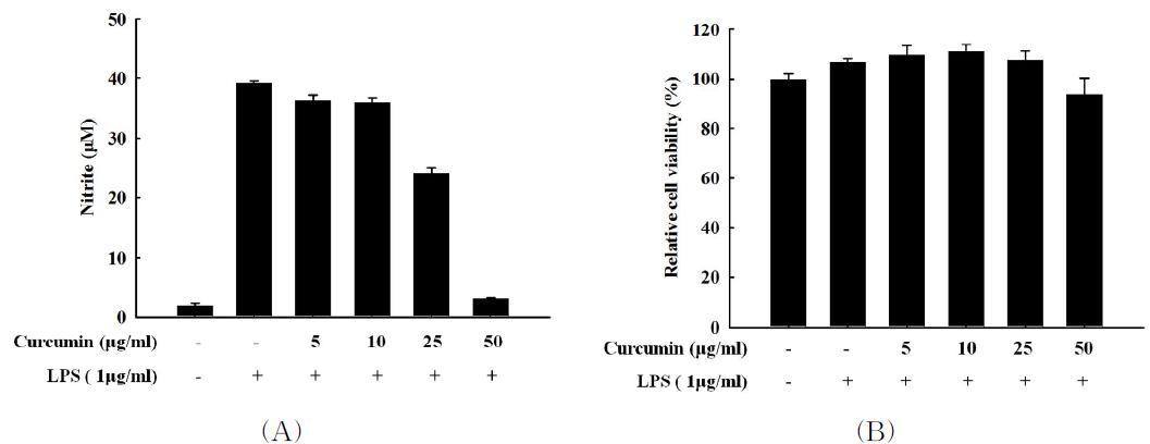 Effect of curcumin on the nitrite production and the cell viability in LPS-treated RAW 264.7 macrophages.