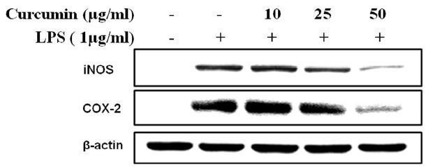 Effect of curcumin on iNOS and COX-2 expression in LPS-induced RAW 264.7 macrophage