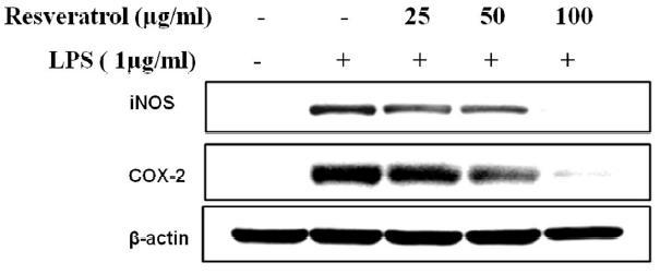 Effect of resveratrol on iNOS and COX-2 expression in LPS-induced RAW 264.7macrophage.