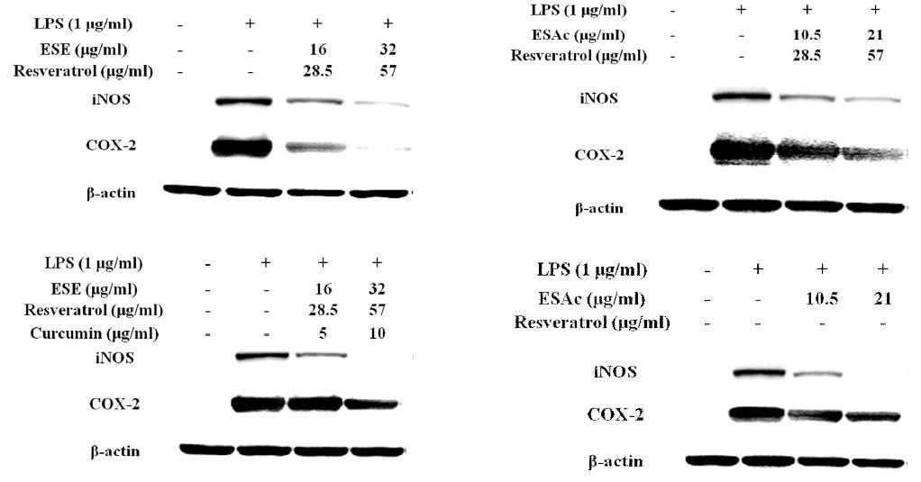 Effect of mixtures on the prtoein expression of iNOS and COX-2in LPS-treated RAW 264.7 macrophage.