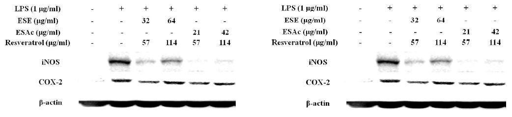 Effect of mixtures on the prtoein expression of iNOS and COX-2in spleen ofLPS-treated ICR mise