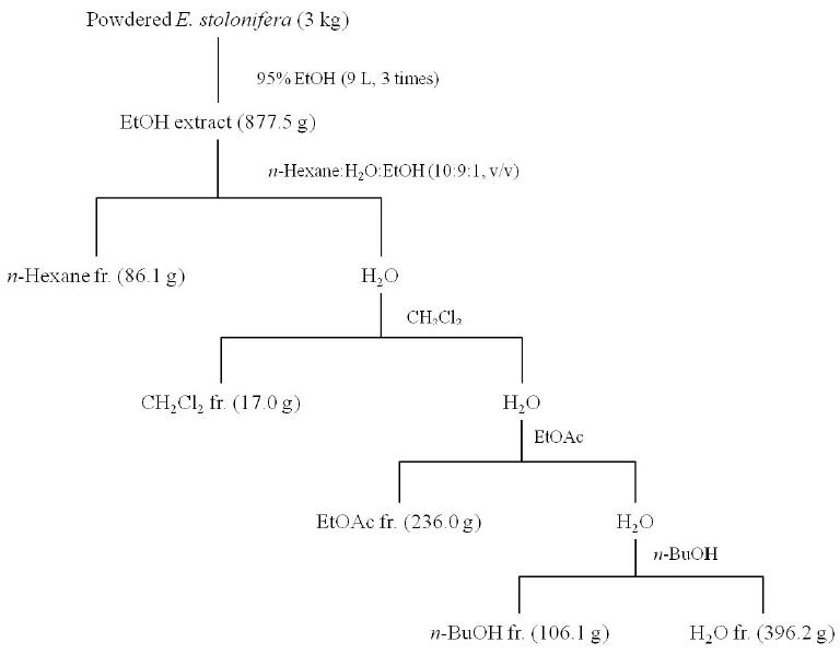 Extraction and fractionation procedure of E.stolonifera.