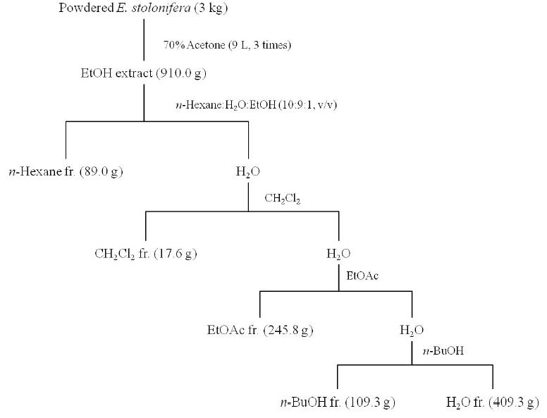 Extraction and fractionation procedure of E.stolonifera.