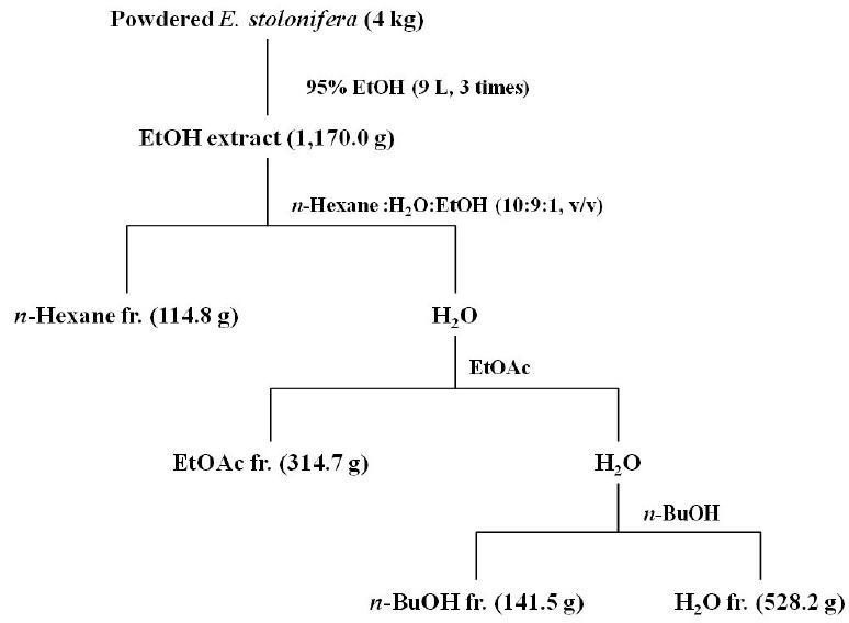 ExtractionandfractionationprocedureofE.stolonifera