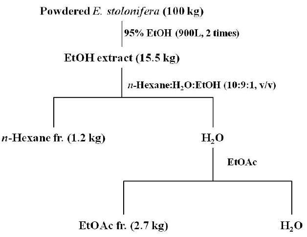 ExtractionandfractionationprocedureofE.stolonifera.