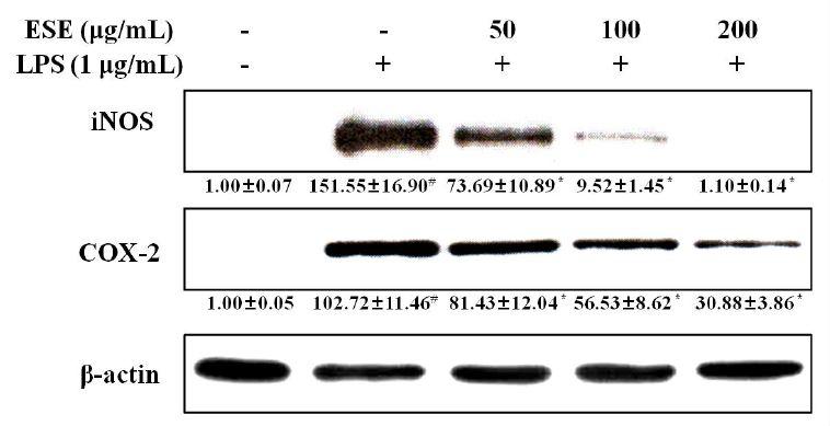 Effect of ESE on LPS-stimulated iNOS and COX-2 expression in RAW 264.7 cells.