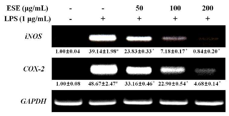 Effect of ESE on LPS-stimulated iNOS and COX-2 expression in RAW 264.7cells.