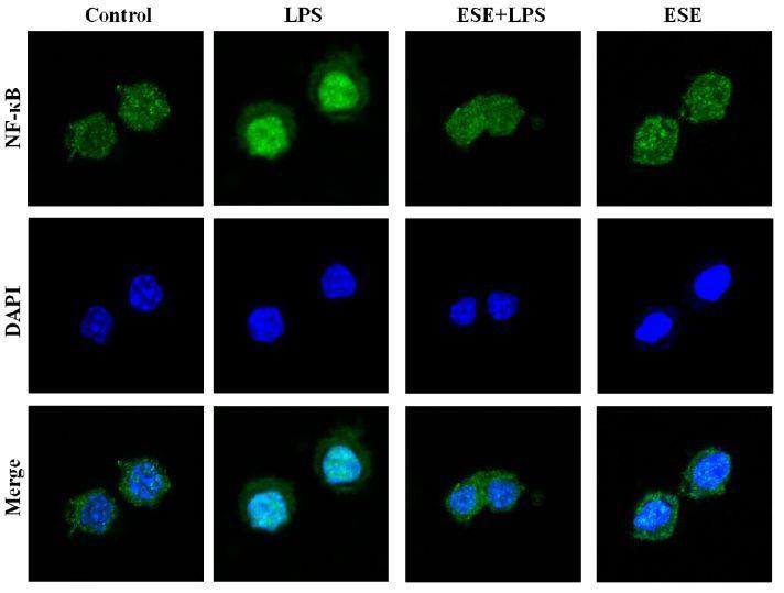 Effect of ESE on activation of NF-κB in RAW 264.7 cells