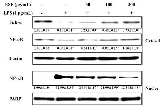 Effect of ESE on activation of NF-κB in RAW 264.7 cells