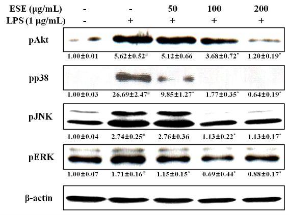 Effects of ESE on phosphorylation of Akt and MAPKs in RAW 264.7cells