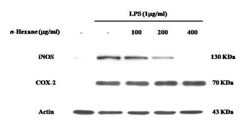 Effect of n-hexane extract of E. stolonifera on LPS-induced iNOS and COX-2 in RAW 264.7 cells.