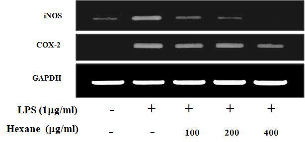 Effect of n-hexane extract of E. stolonifera on LPS-induced iNOS and COX-2mRNA in RAW 264.7cells.