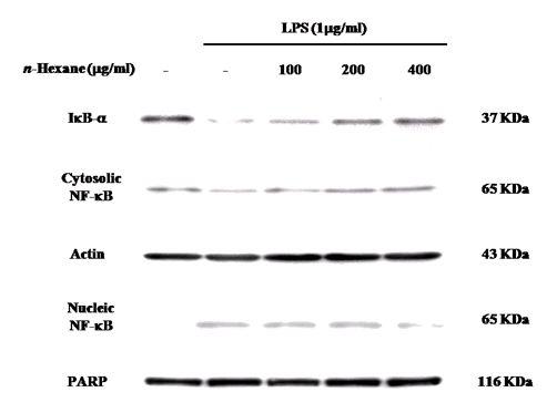 Effect of n-hexane extract of E. stolonifera on LPS-induced NF-kB translocation in RAW 264.7 cells.