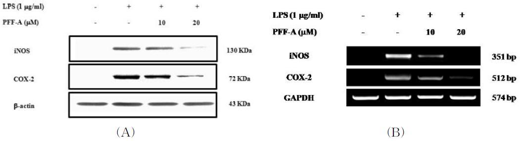 Effect of phlorotannins on LPS-induced iNOS and COX-2 in RAW 264.7 cells.