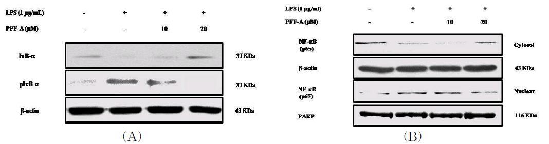 Effect of phlorofucofuroeckolA on activation of NF-κB in RAW 264.7 cells.