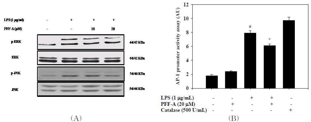 Effects of phlorofucofuroeckol A on activation of AP-1 in the LPS-treated in RAW 264.7 cells.