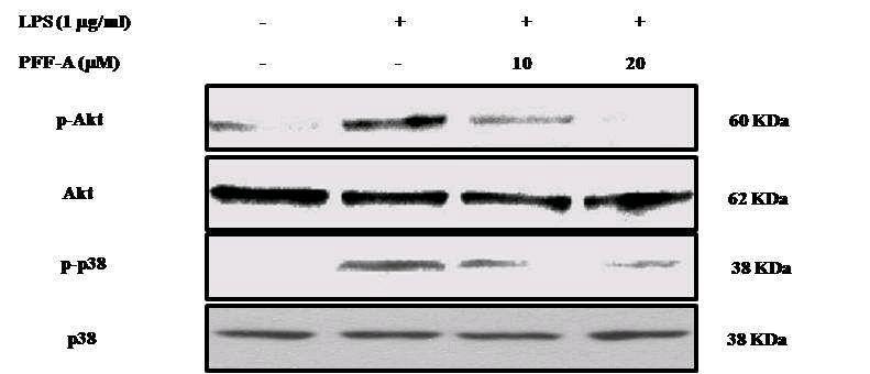 Effects of phlorofucofuroeckol A on phosphorylation of Aktand p38 MAPK in RAW 264.7 cells.