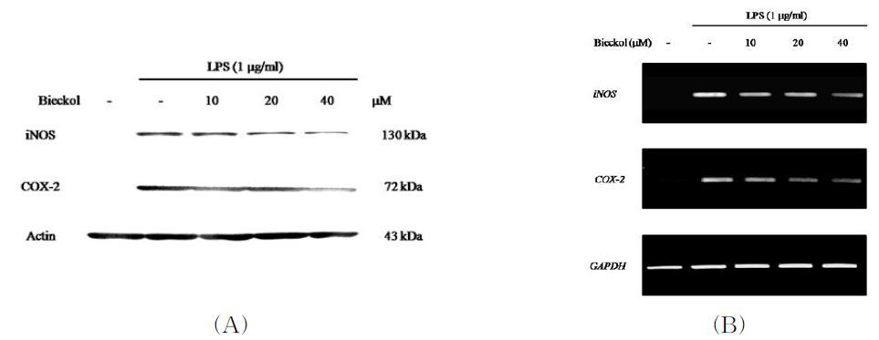 Effect of bieckol on iNOS and COX-2 expression in LPS-induced RAW 264.7 macrophage