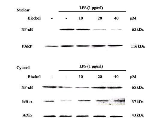 Effect of bieckol on activation of NF-kB