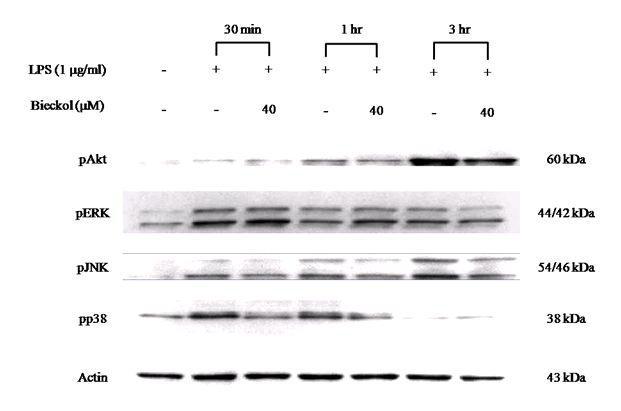 Effect of bieckol on activation of MAPKs and Akt pathway