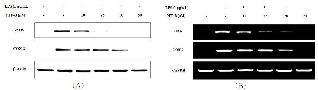 Effect of PFF-B on the LPS-induced iNOS and COX-2 proteinsexpression in RAW 264.7 cells.