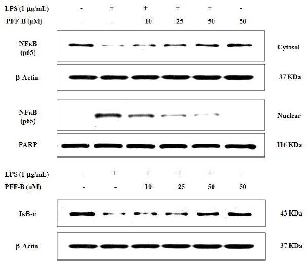 Effect of PFF-B on expression of IκB-α and phosphorylation of NF-κB p65 protein in LPS-induced RAW 264.7 cells.