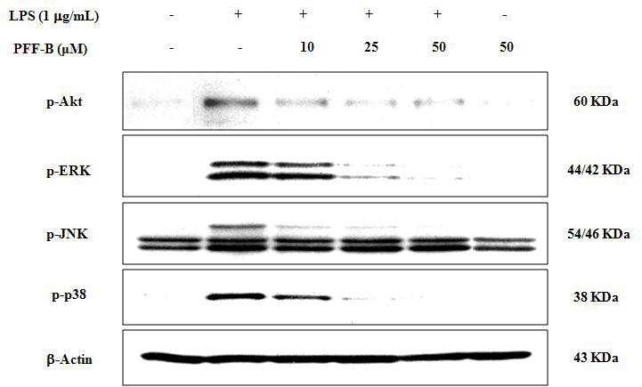 Effects of LLF on phosphorylation of MAPKs, Akt and transcription factors in LPS-induced RAW 264.7 cells.