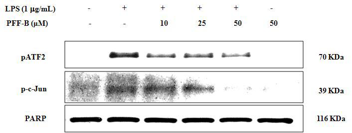 Effects of LLF on phosphorylation of transcription factors, c-Jun and ATF2 in LPS-induced RAW 264.7 cell